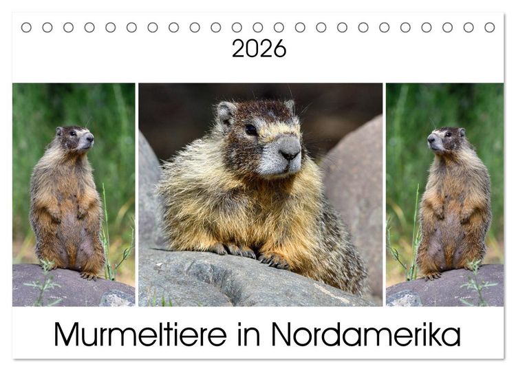 Produktbild: Murmeltiere in Nordamerika (Tischkalender 2026 DIN A5 quer), CALVENDO Monatskalender