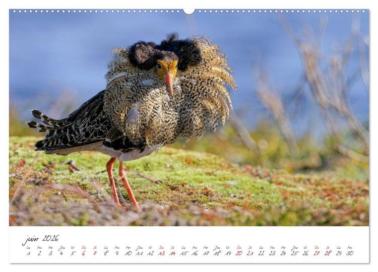 Produktbild: La faune de nos c&ocirc;tes les oiseaux (Calendrier mural 2026 DIN A2 vertical) calendrier de bureau