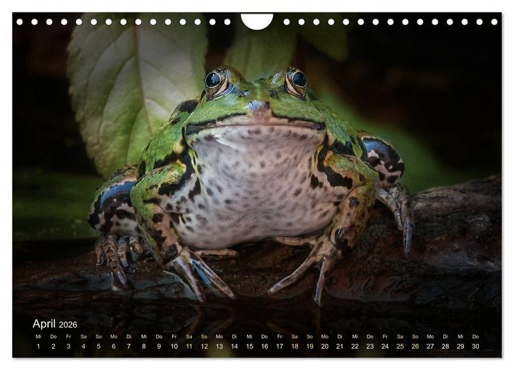 Produktbild: Fr&ouml;sche zum Verlieben (Wandkalender 2026 DIN A4 quer), CALVENDO Monatskalender