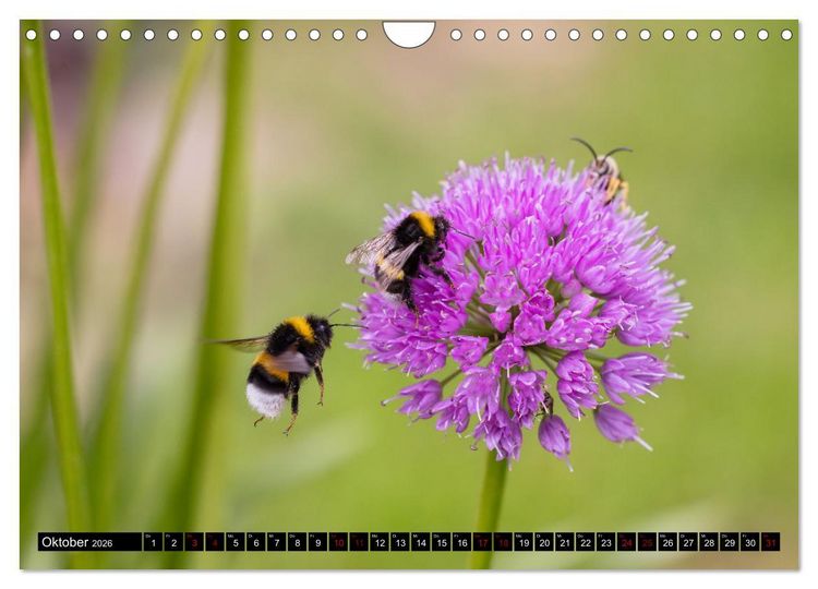 Produktbild: Hummeln - Flugaufnahmen eines faszinierenden Insekts (Wandkalender 2026 DIN A4 quer), CALVENDO Monatskalender