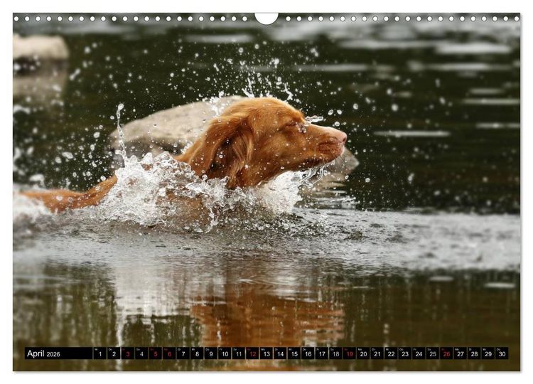 Produktbild: Nova Scotia Duck Tolling Retriever (Wandkalender 2026 DIN A3 quer), CALVENDO Monatskalender