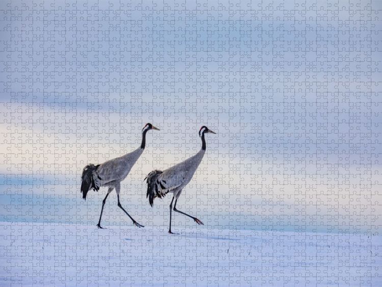 Produktbild: CALVENDO Puzzle Winterspaziergang der Kraniche auf verschneitem Feld | 1000 Teile Lege-Gr&ouml;&szlig;e 64x48cm Foto-Puzzle f&uuml;r gl&uuml;ckliche Stunden