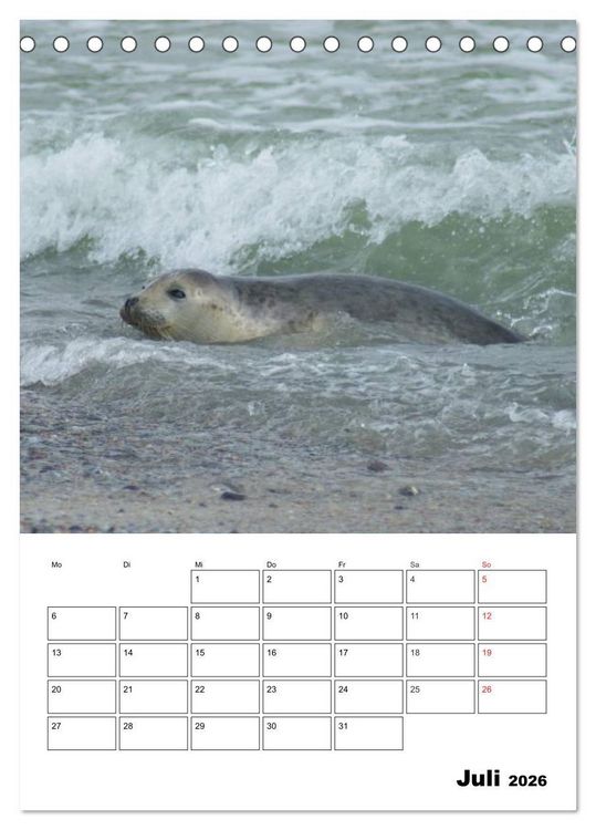 Produktbild: Liebenswerte Robben (Tischkalender 2026 DIN A5 hoch), CALVENDO Monatskalender