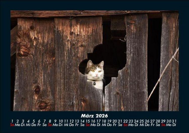 Produktbild: F&uuml;r Katzenfreunde 2026 Fotokalender DIN A5