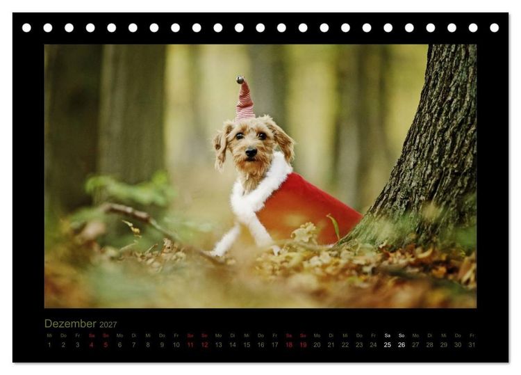 Produktbild: Elli Pirelli... aus dem Leben eines fr&ouml;hlichen Pinscher-Dackel-M&auml;dels (Tischkalender 2027 DIN A5 quer), CALVENDO Monatskalender