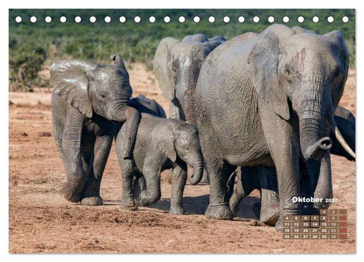 Produktbild: Afrikas Tierwelt: Elefantenbabys (Tischkalender 2027 DIN A5 quer), CALVENDO Monatskalender