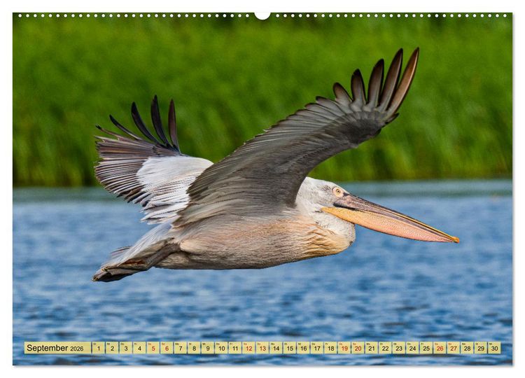 Produktbild: Donaudelta - Europas gro&szlig;es Vogelparadies (Wandkalender 2026 DIN A2 quer), CALVENDO Monatskalender