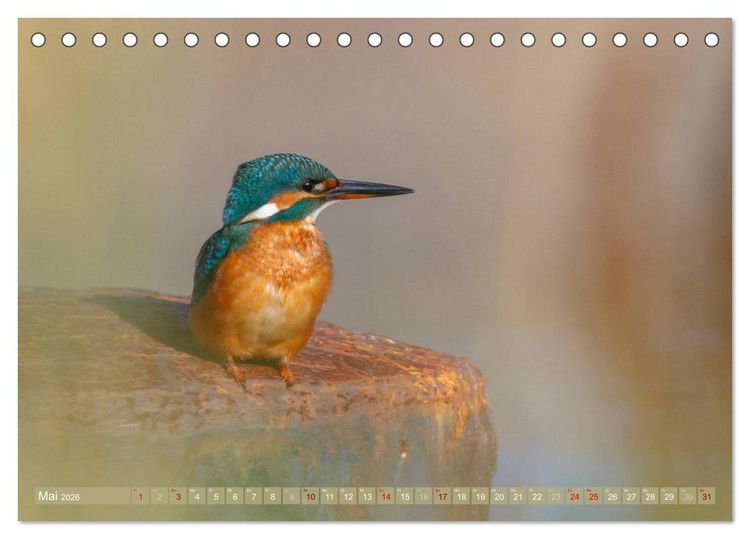 Produktbild: Wilder Dar&szlig; - Fuchs, Hirsch und Co. 2026 (Tischkalender 2026 DIN A5 quer), CALVENDO Monatskalender