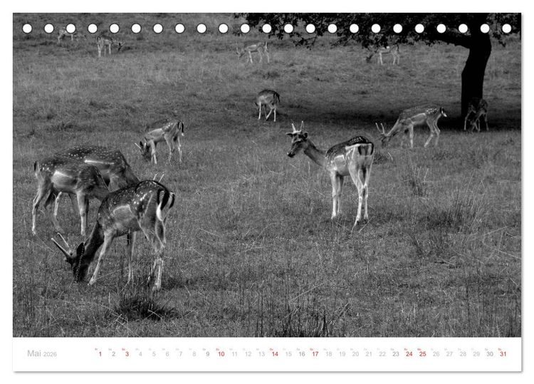 Produktbild: Mystischer Schwarzwald (Tischkalender 2026 DIN A5 quer), CALVENDO Monatskalender