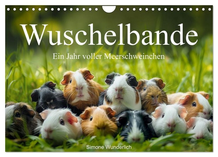 Produktbild: Wuschelbande - Ein Jahr voller Meerschweinchen (Wandkalender 2026 DIN A4 quer), CALVENDO Monatskalender