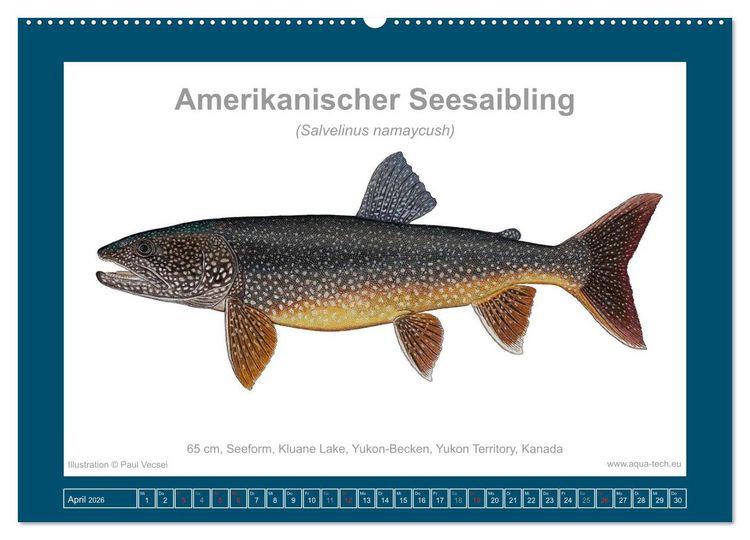 Produktbild: Fisch als Kunst 2026: Amerikanische Saiblinge (Wandkalender 2026 DIN A2 quer), CALVENDO Monatskalender