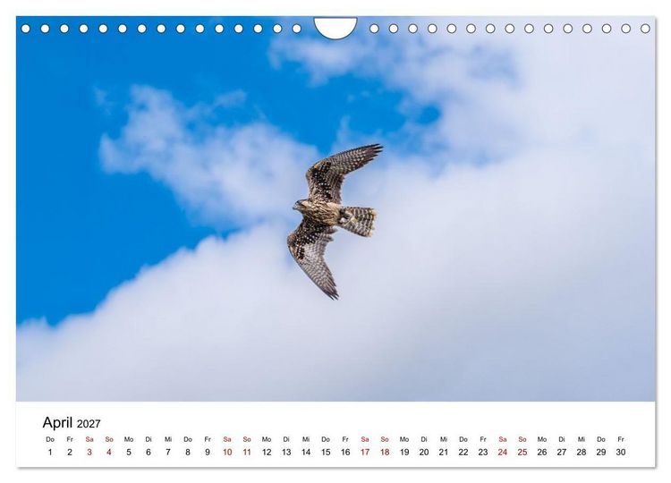 Produktbild: Greifv&ouml;gel in Aktion - Dynamische Flugbilder und Portr&auml;ts (Wandkalender 2027 DIN A4 quer), CALVENDO Monatskalender