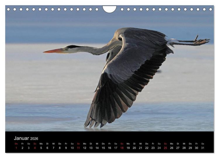 Produktbild: Aus dem Leben der Graureiher (Wandkalender 2026 DIN A4 quer), CALVENDO Monatskalender