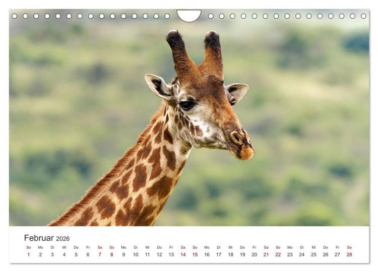 Produktbild: Tier Portraits Tansania (Wandkalender 2026 DIN A4 quer), CALVENDO Monatskalender