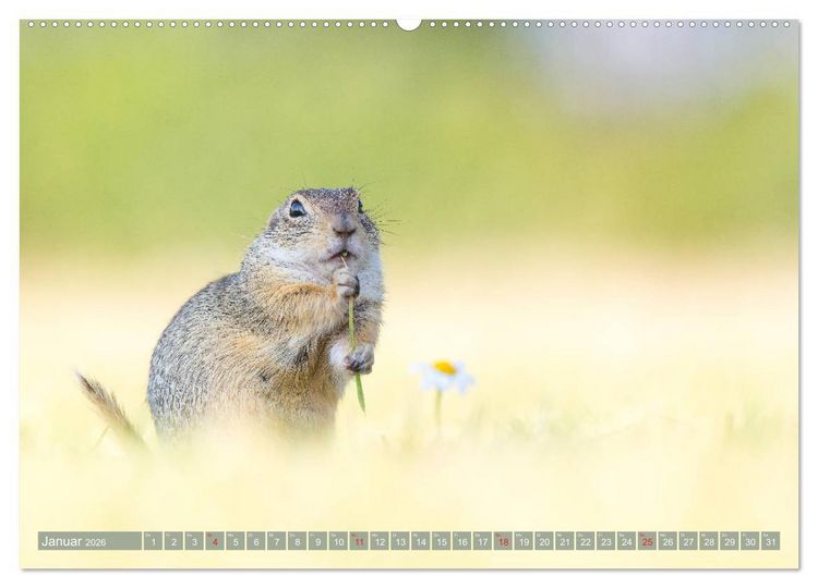 Produktbild: Liebenswerte Ziesel - vom Aussterben bedrohte Nagetiere (Wandkalender 2026 DIN A2 quer), CALVENDO Monatskalender
