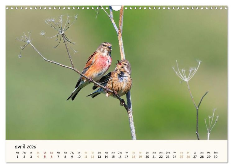 Produktbild: Chuchotements d'ailes - Une ann&eacute;e dans l'intimit&eacute; des oiseaux (Calendrier mural 2026 DIN A3 vertical), CALVENDO calendrier mensuel
