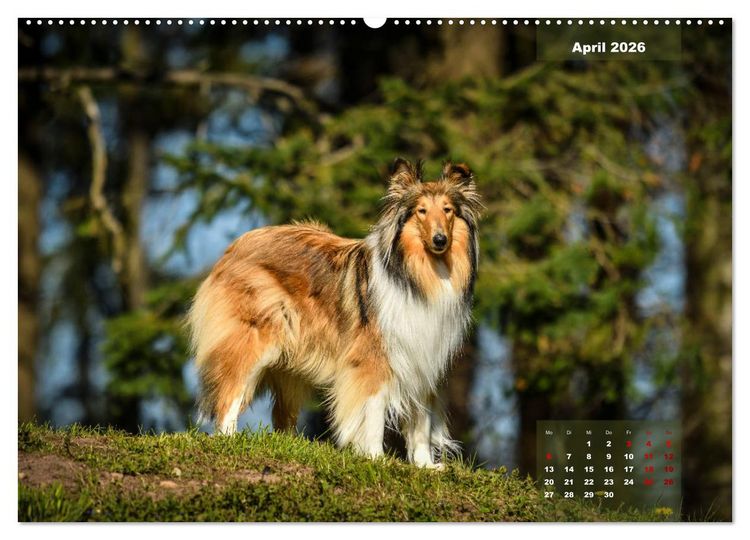 Produktbild: Collies? Was sonst! (hochwertiger Premium Wandkalender 2026 DIN A2 quer), Kunstdruck in Hochglanz
