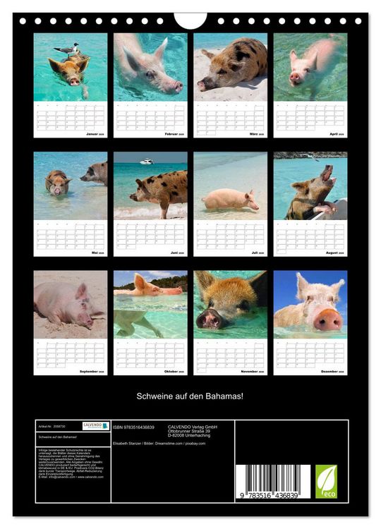 Produktbild: Schweine auf den Bahamas! (Wandkalender 2026 DIN A4 hoch), CALVENDO Monatskalender