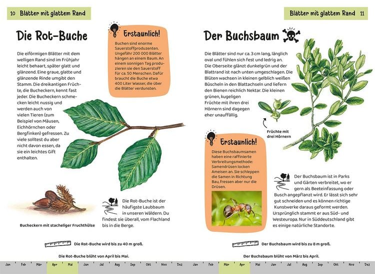 Produktbild: Welcher Baum ist das? Kindernaturf&uuml;hrer