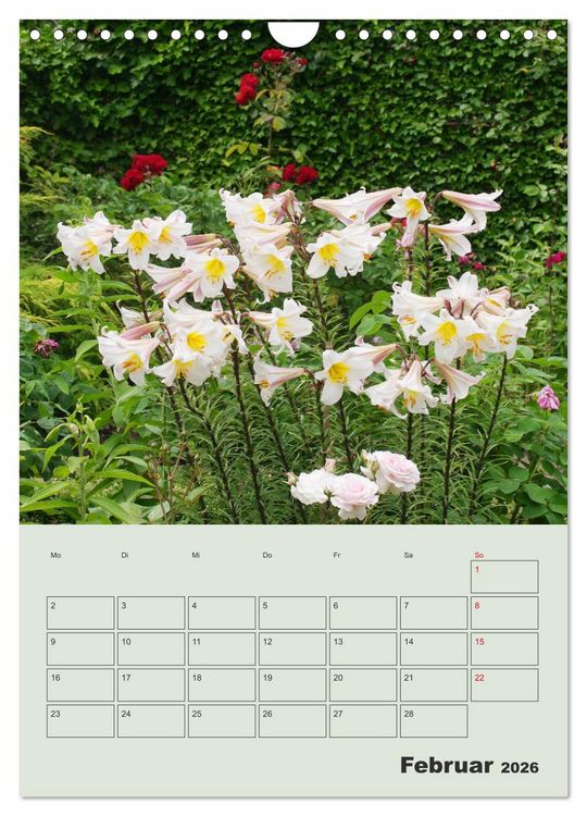 Produktbild: Lilien im Garten (Wandkalender 2026 DIN A4 hoch), CALVENDO Monatskalender