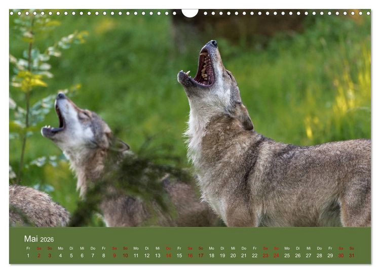 Produktbild: unter W&ouml;lfen (Wandkalender 2026 DIN A3 quer), CALVENDO Monatskalender