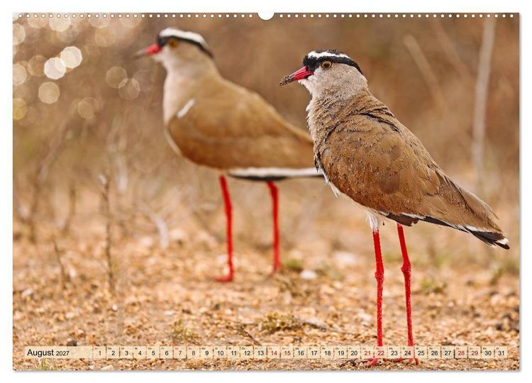 Produktbild: Afrikas Vogelwelt 2027 (Wandkalender 2027 DIN A2 quer), CALVENDO Monatskalender