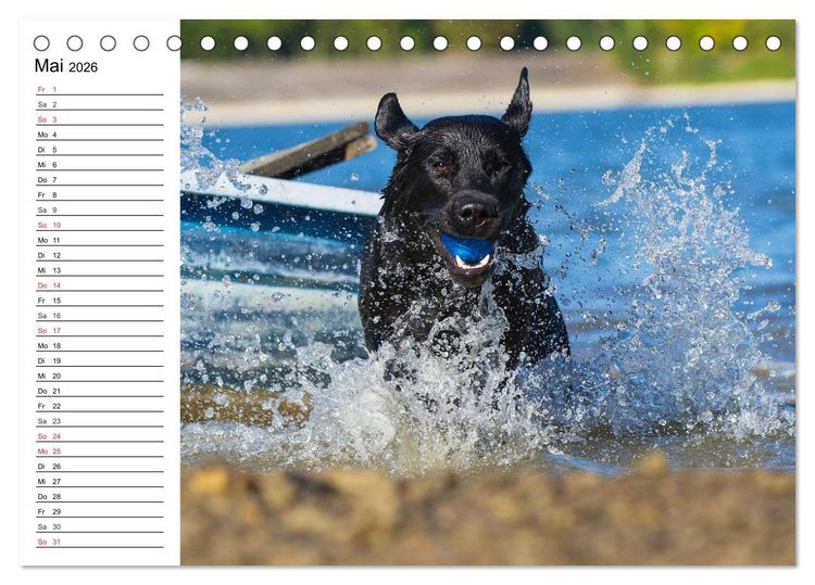 Produktbild: Labrador Retriever - Freunde f&uuml;r&acute;s Leben (Tischkalender 2026 DIN A5 quer), CALVENDO Monatskalender