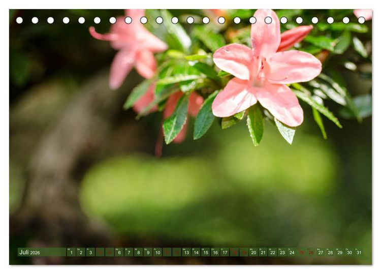 Produktbild: Bonsai ganz nah (Tischkalender 2026 DIN A5 quer), CALVENDO Monatskalender