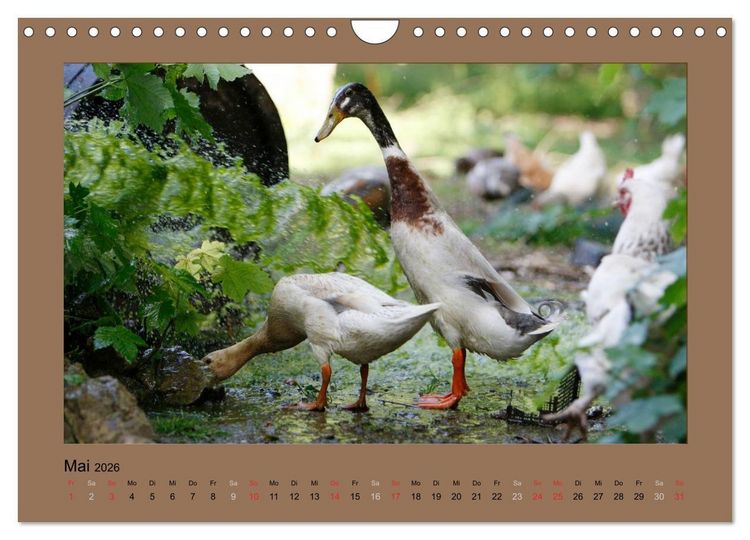 Produktbild: Laufenten immer was zu Schnattern (Wandkalender 2026 DIN A4 quer), CALVENDO Monatskalender