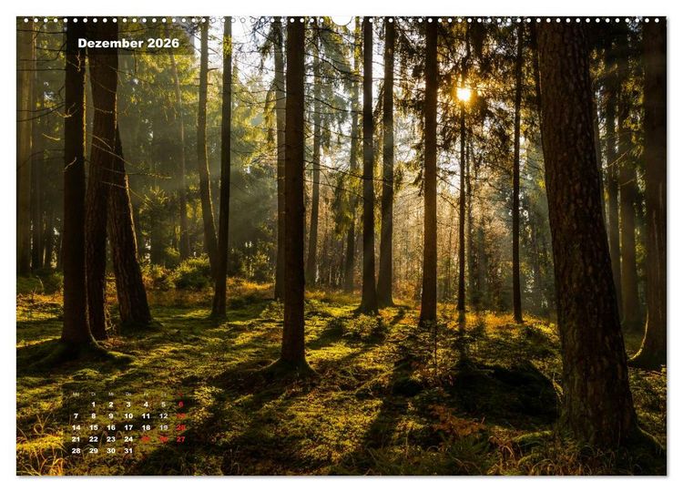 Produktbild: Zauberhafte Waldlandschaften (hochwertiger Premium Wandkalender 2026 DIN A2 quer), Kunstdruck in Hochglanz