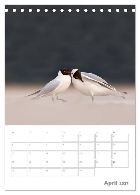 Produktbild: M&ouml;wen - die V&ouml;gel der K&uuml;ste (Tischkalender 2027 DIN A5 hoch), CALVENDO Monatskalender