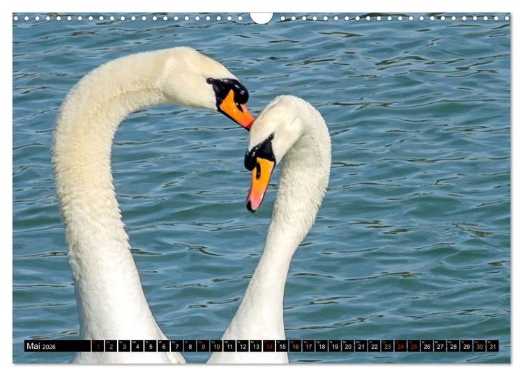 Produktbild: V&ouml;gel im Fokus - Ausdrucksstarke Vielfalt in der Vogelwelt (Wandkalender 2026 DIN A3 quer), CALVENDO Monatskalender