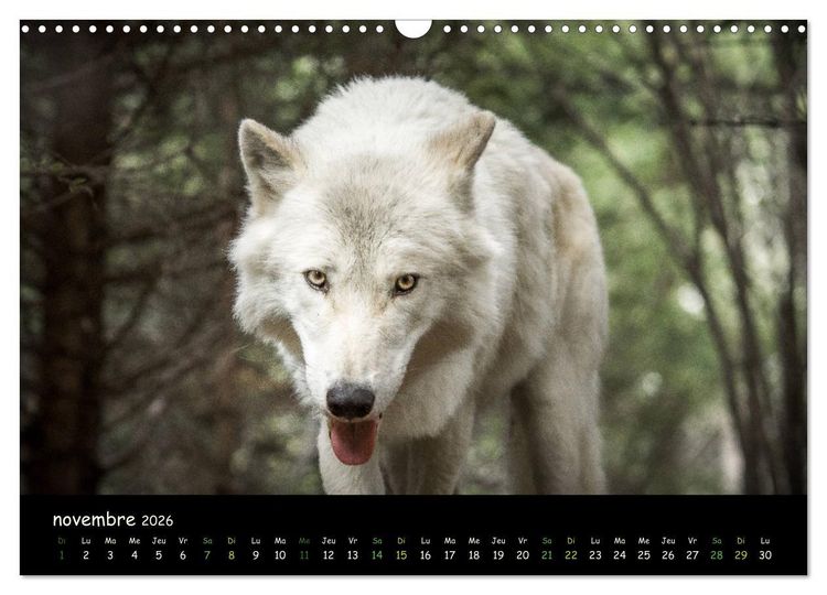 Produktbild: J'ai vu le loup (Calendrier mural 2026 DIN A3 vertical), CALVENDO calendrier mensuel