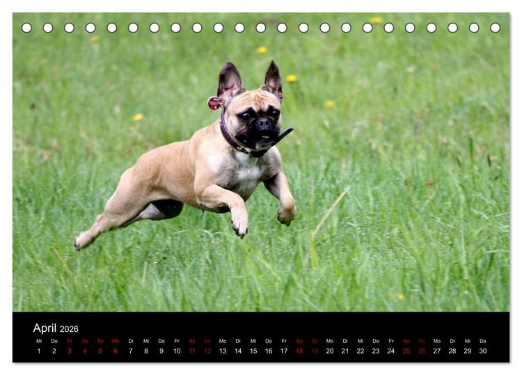 Produktbild: Franz&ouml;sische Bulldoggen - Schutzengel auf 4 Pfoten (Tischkalender 2026 DIN A5 quer), CALVENDO Monatskalender