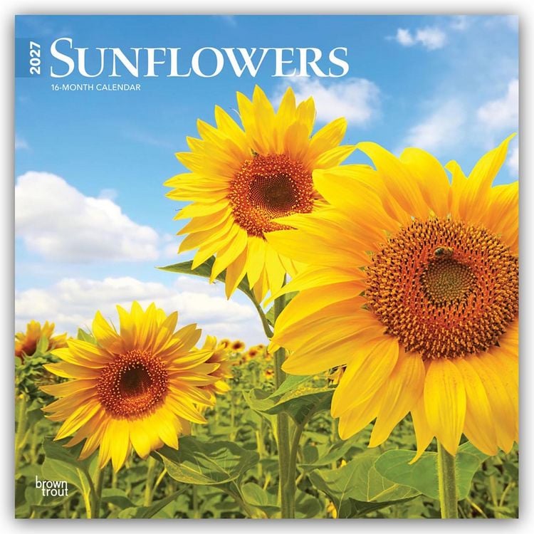 Produktbild: Sunflowers &ndash; Sonnenblumen 2027 &ndash; 16-Monatskalender