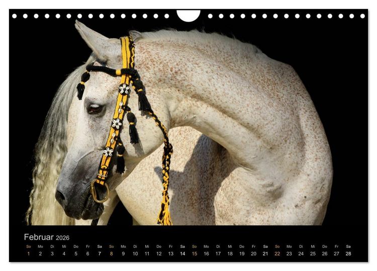 Produktbild: Magische Momente - Pferde Horses Caballos (Wandkalender 2026 DIN A4 quer), CALVENDO Monatskalender