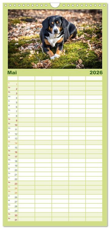 Produktbild: Familienplaner 2026 - Entlebucher Sennenhund - treue Freunde mit 5 Spalten (Wandkalender, 21 x 45 cm) CALVENDO