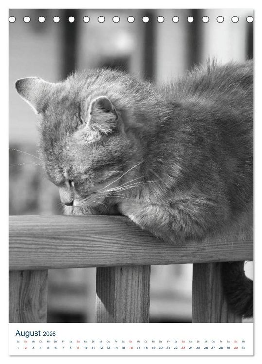 Produktbild: Wilde Katzen - Korsikas Samtpfoten (Tischkalender 2026 DIN A5 hoch), CALVENDO Monatskalender