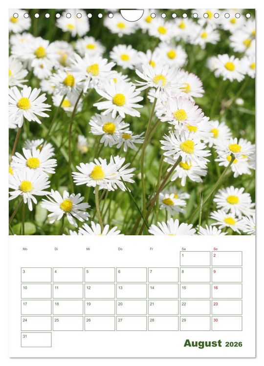 Produktbild: Wei&szlig;e Bl&uuml;ten im Gr&uuml;nen (Wandkalender 2026 DIN A4 hoch), CALVENDO Monatskalender