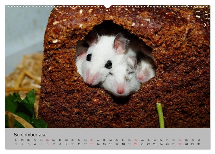 Produktbild: Mausebande (Wandkalender 2026 DIN A2 quer), CALVENDO Monatskalender