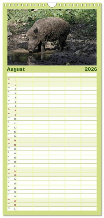 Produktbild: Familienplaner 2026 - Schweinkram - Die Wildschweine sind los mit 5 Spalten (Wandkalender, 21 x 45 cm) CALVENDO