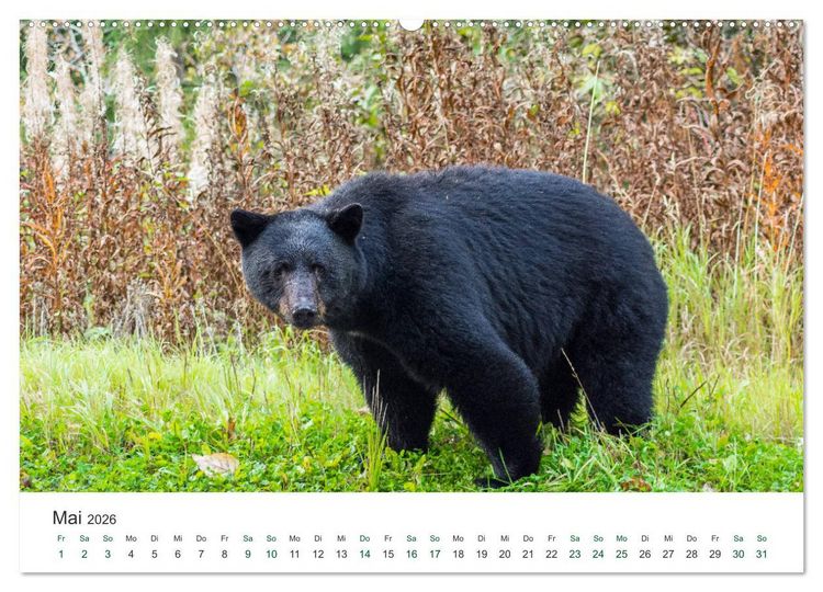 Produktbild: Into the Wild - Kanada und Alaska (Wandkalender 2026 DIN A2 quer), CALVENDO Monatskalender