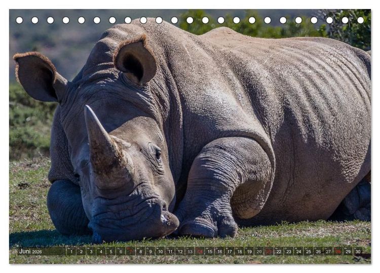 Produktbild: blick kontakt mit tieren im &ouml;stlichen und s&uuml;dlichen afrika (Tischkalender 2026 DIN A5 quer), CALVENDO Monatskalender