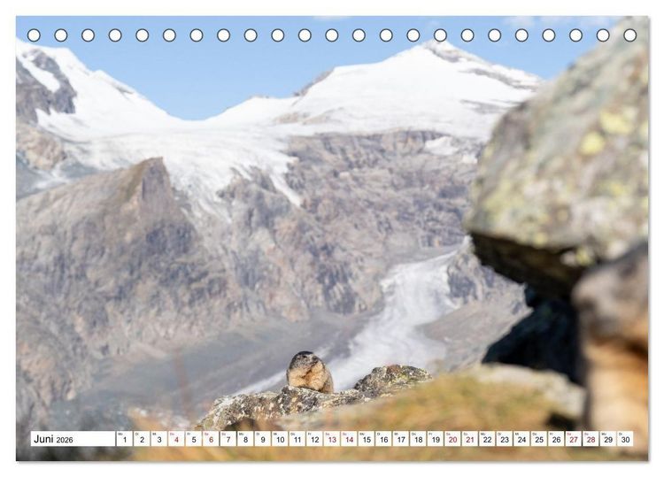 Produktbild: Unterwegs in den Hochalpen - Das Alpenmurmeltier im Herbst (Tischkalender 2026 DIN A5 quer), CALVENDO Monatskalender