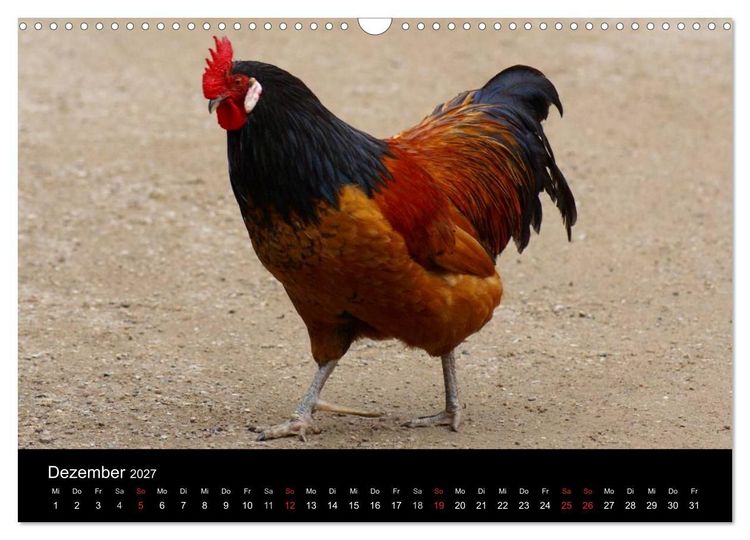 Produktbild: Die Welt der H&uuml;hner (Wandkalender 2027 DIN A3 quer), CALVENDO Monatskalender