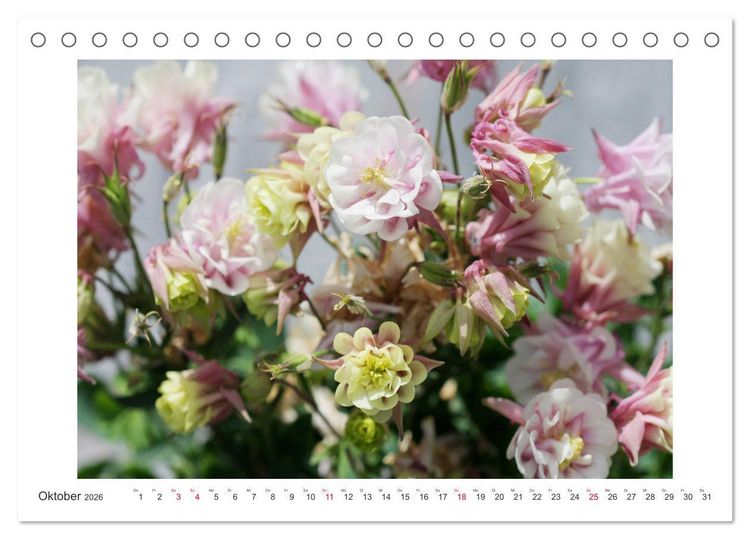 Produktbild: Akeleien im Garten (Tischkalender 2026 DIN A5 quer), CALVENDO Monatskalender
