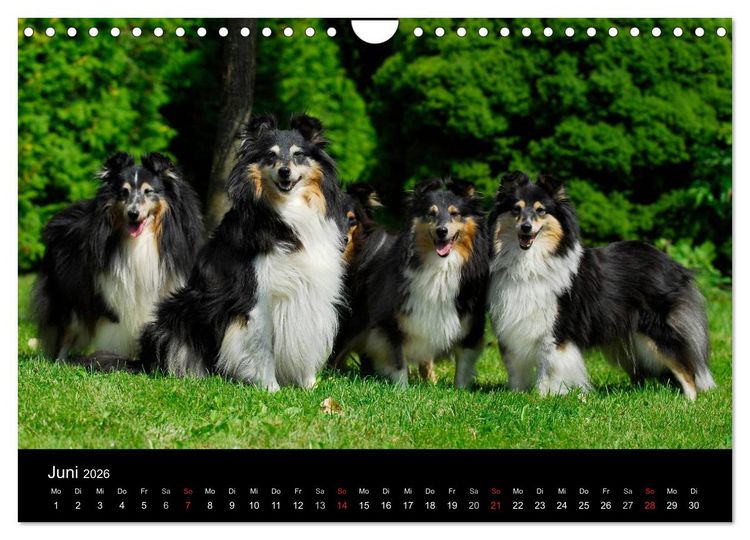 Produktbild: Sheltie 2026 (Wandkalender 2026 DIN A4 quer), CALVENDO Monatskalender