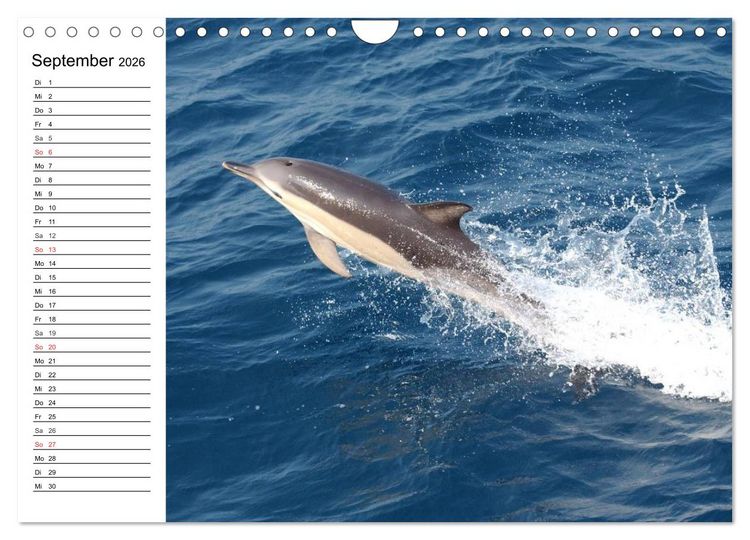 Produktbild: Delfine - L&auml;chelnde Intelligenz (Wandkalender 2026 DIN A4 quer), CALVENDO Monatskalender