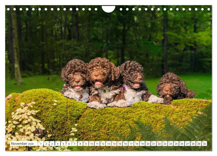 Produktbild: Lagotto Romagnolo Welpen - Sieben kleine Weltentdecker auf gro&szlig;er Fahrt (Wandkalender 2026 DIN A4 quer), CALVENDO Monatskalender