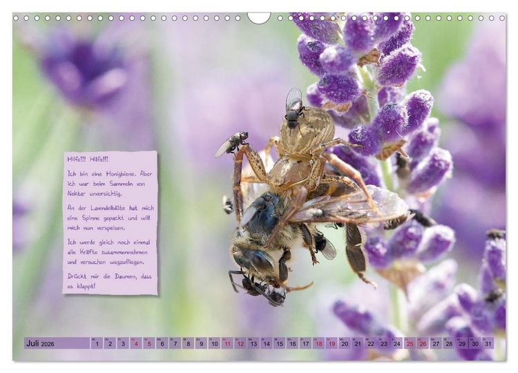 Produktbild: GEOclick Lernkalender: Insekten (Wandkalender 2026 DIN A3 quer), CALVENDO Monatskalender